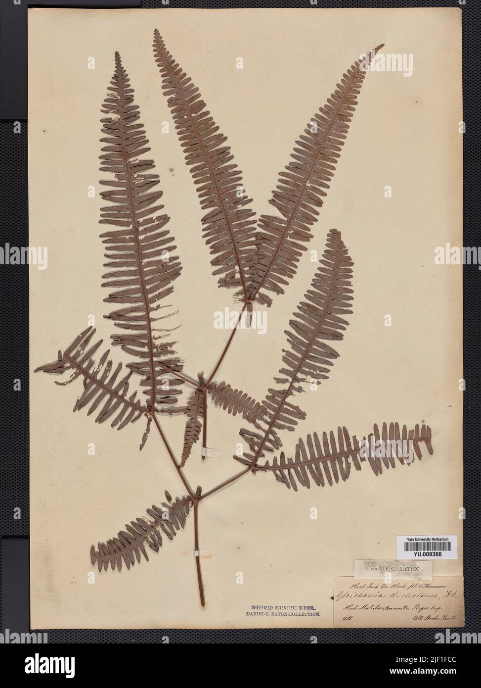 Globorotalia inflata (d'Orbigny, 1839). Stock Photo