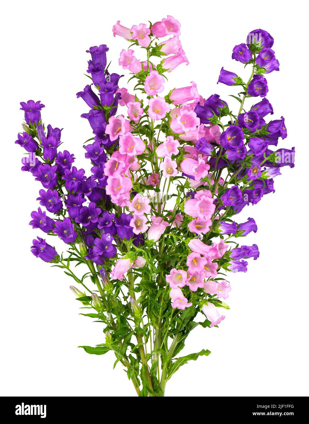 Campanula medium flowers isolated on white background. Bouquet of Canterbury bells or bell flower Stock Photo