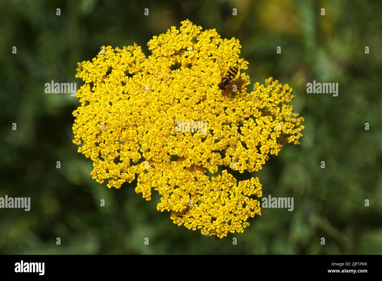 Closeup yellow flowers of thousand-leaf, yarrow  (Achillea filipendulina 'Cloth of gold'), family Asteraceae, compositae. And male hoverfly Epistrophe Stock Photo