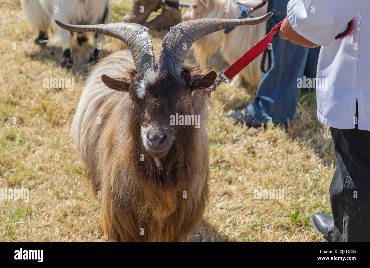 Brown long haired goat with huge horns being led on a red lead at a county show Stock Photo