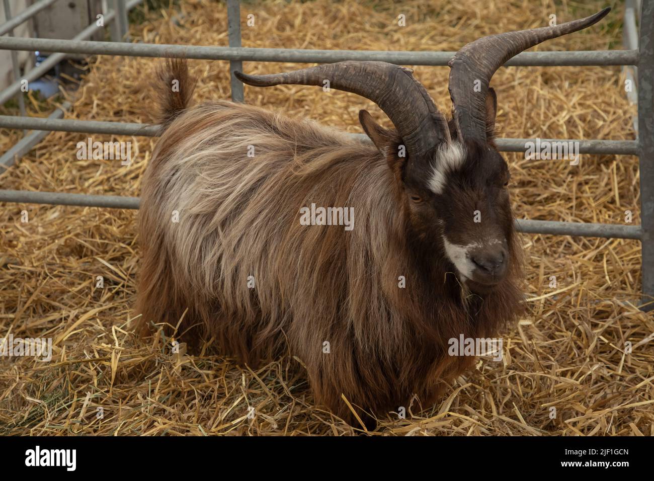 Brown long haired goat with magnificent horns in a pen surrounded by straw bedding Stock Photo