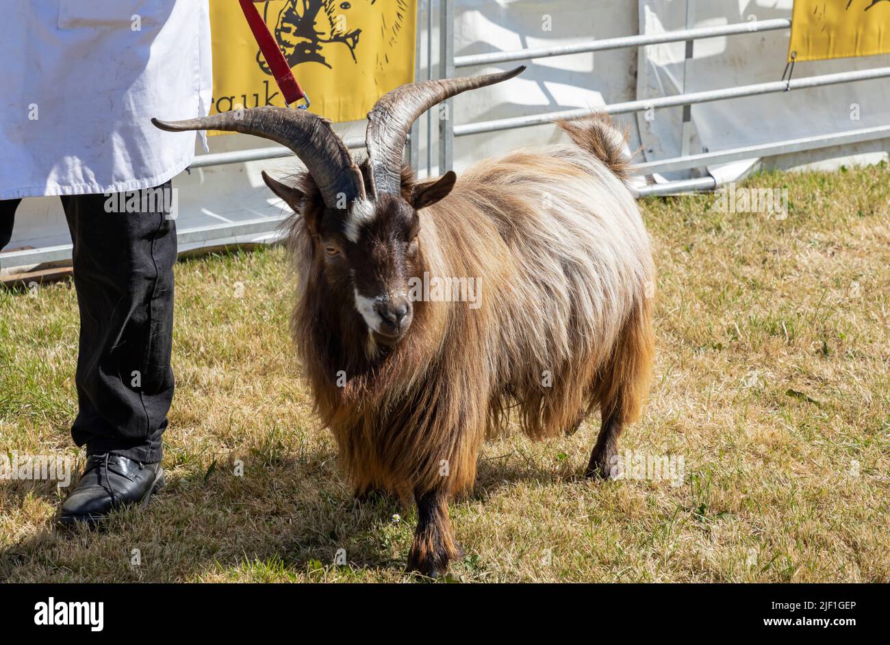 Brown long haired pygmy goat being led in the ring at a county show on