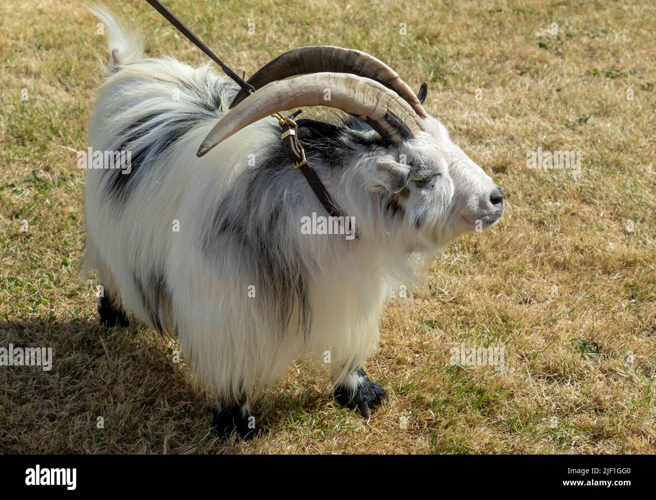 Black and white pygmy goat with large horns being led in the ring during the Cheshire county show Stock Photo