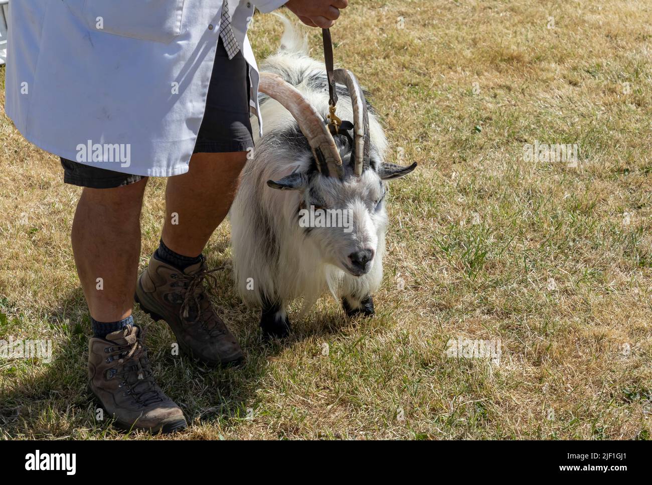 Small grumpy looking pygmy goat being led on a lead in a show at a