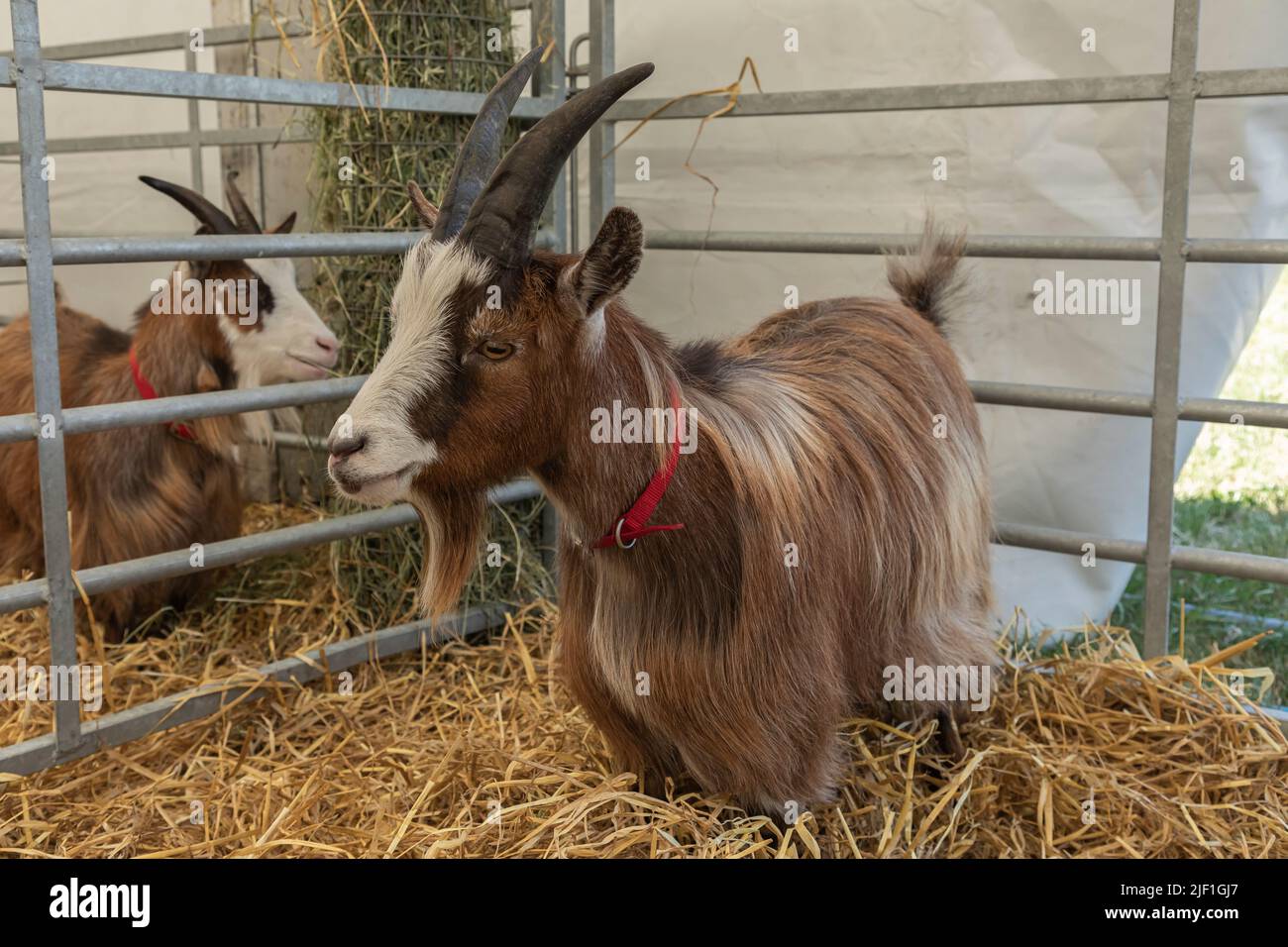 two long haired gaots in their pens wearing red colours and with white faces and small horns Stock Photo