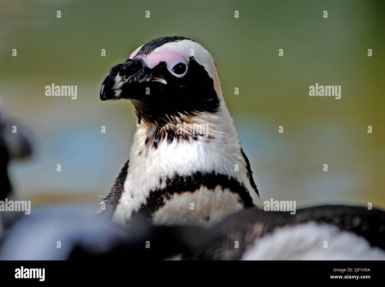 AFRICAN PENGUIN BIRDWORLD FARNHAM SURREY PIC MIKE WALKER 2022 Stock african-penguin-birdworld-farnham-surrey-pic-mike-walker-2022-stock