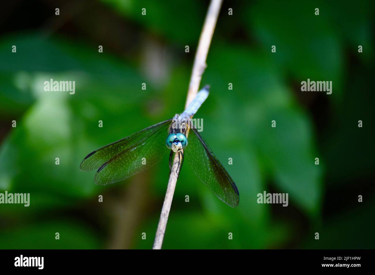 A closeup shot of a dragonfly on the tiny branch Stock Photo - Alamy