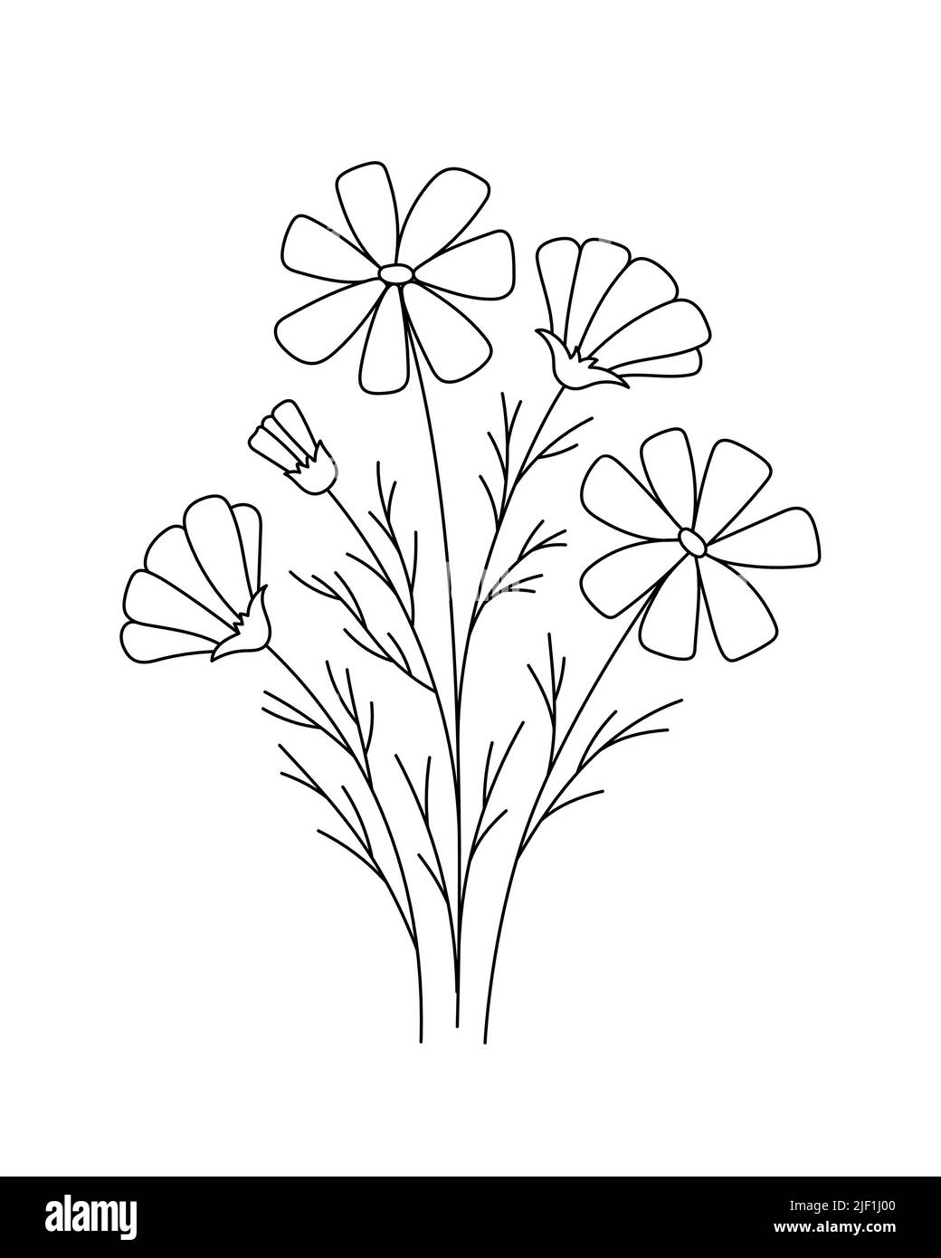 Cosmos asteraceae Stock Vector Images - Alamy