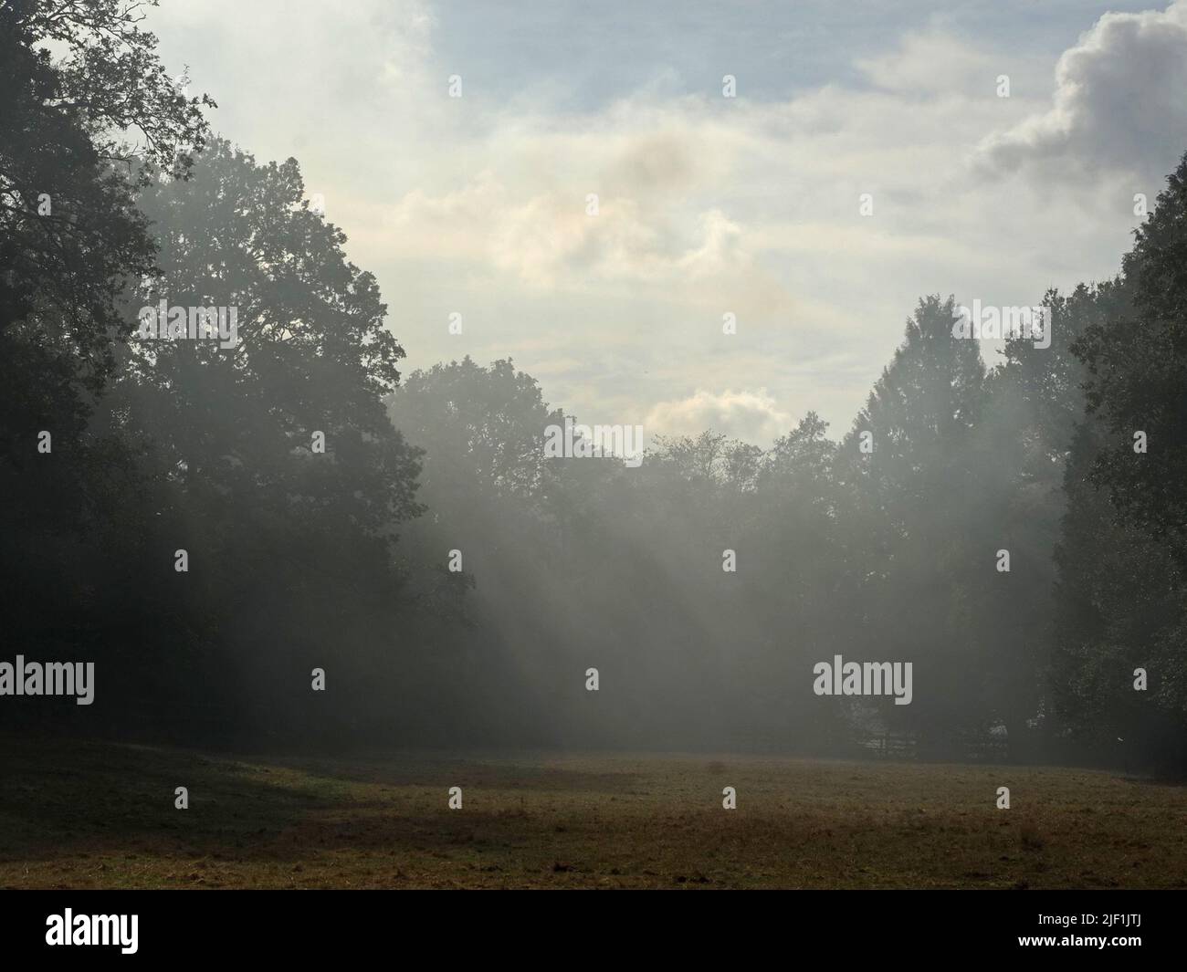 Gold light shaft through trees hi-res stock photography and images - Alamy