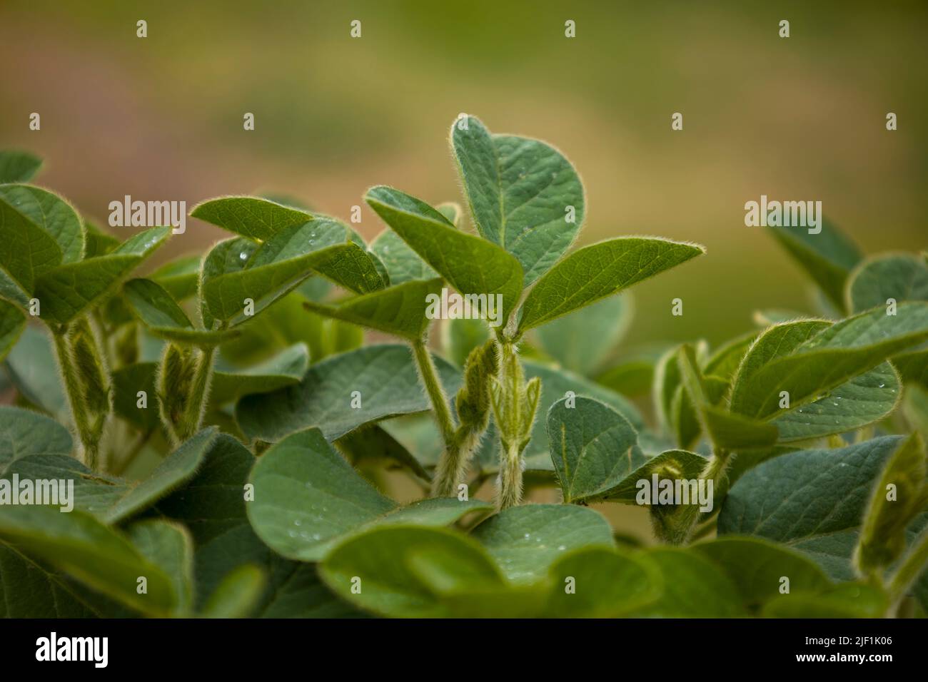 Close up young soybean hi-res stock photography and images - Alamy