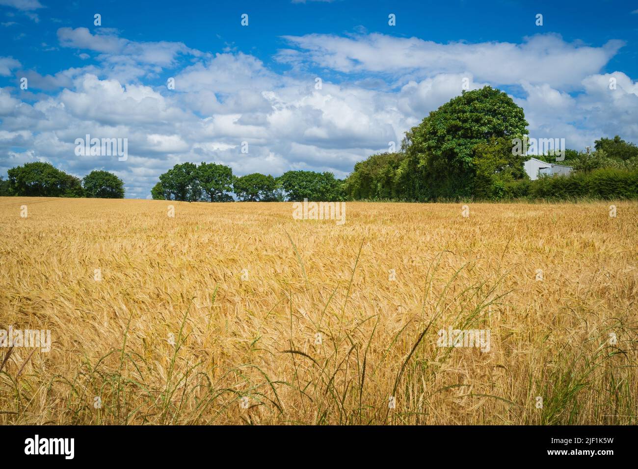 New summer crop fields heading towards harvest time in Northern England Stock Photo