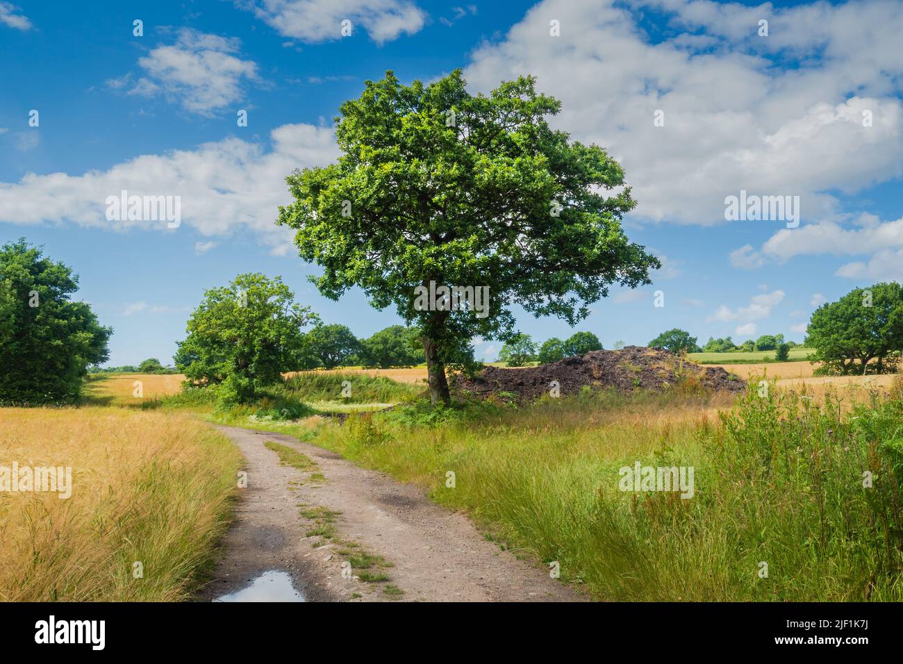 New summer crop fields heading towards harvest time in Northern England Stock Photo