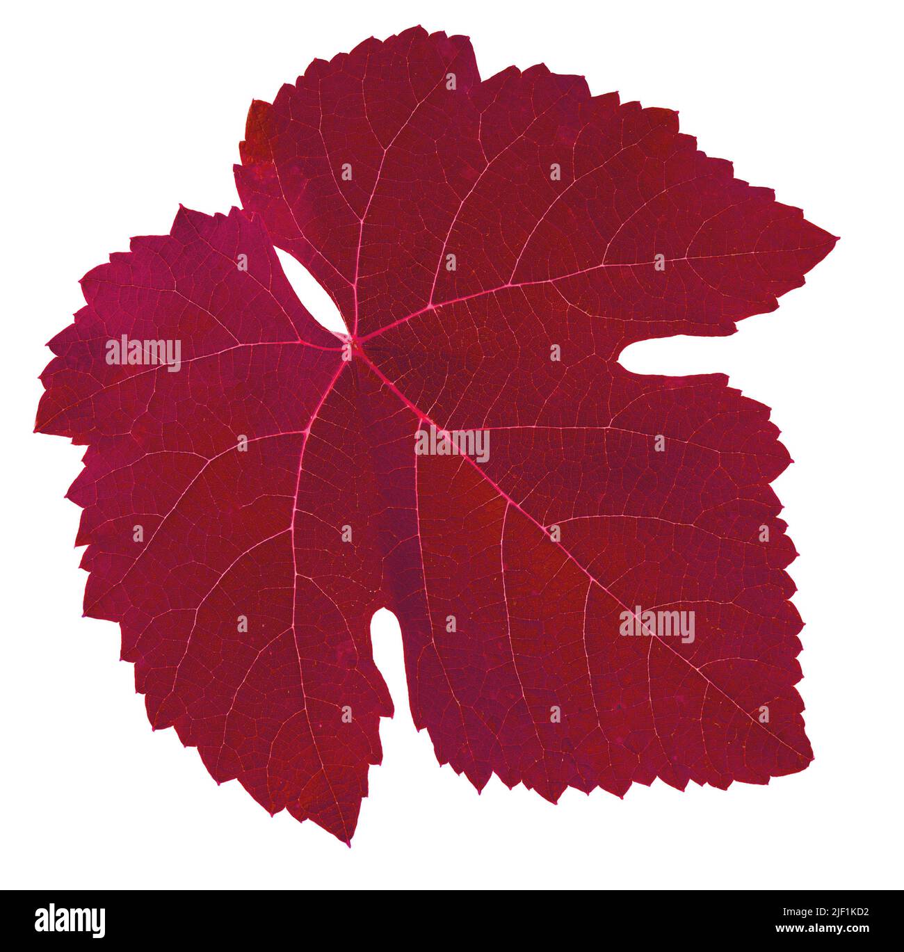grape leaf, red color isolated on white background Stock Photo - Alamy