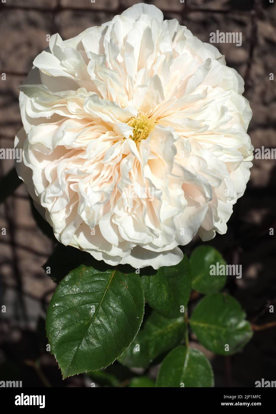 Close up of a single full bloom of the tea rose, Rosa Sombreuil, on a bright sunny day. Stock Photo