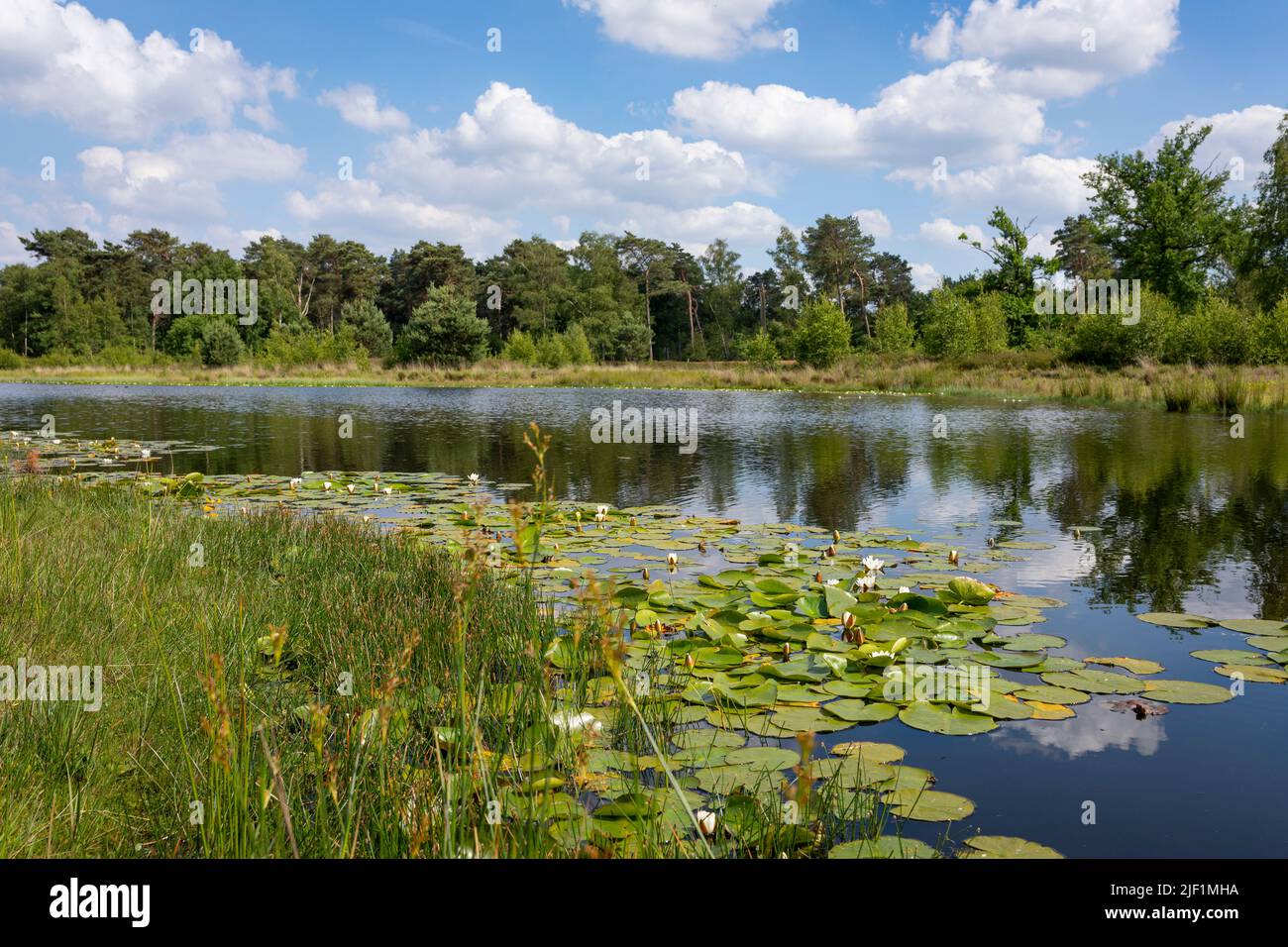 Lake at National Park 'Maasduinen' in Noord-Limburg, the Netherlands Stock Photo