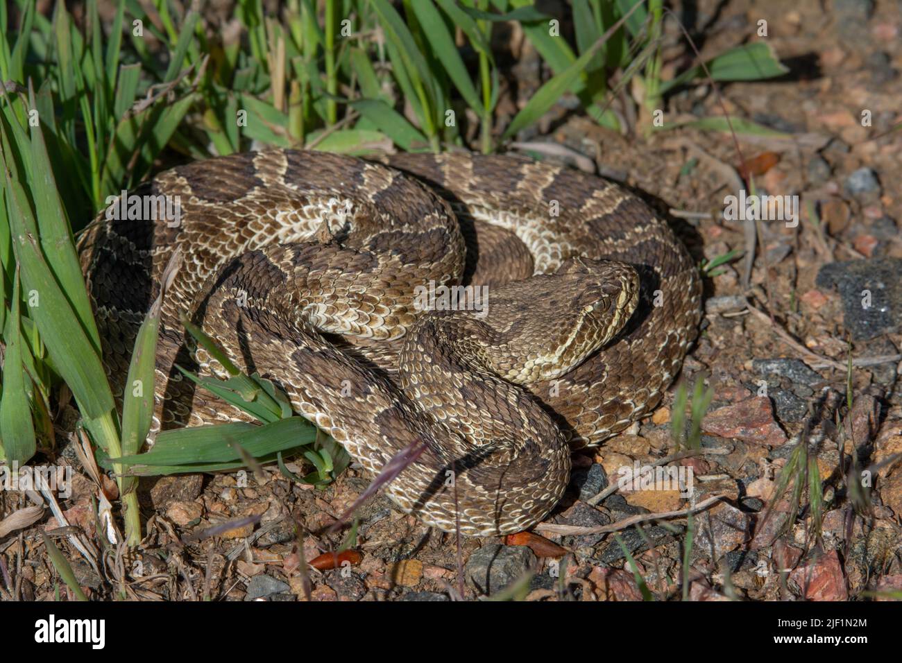 An adult female Prairie Rattlesnake (Crotalus viridis) basking in a ...