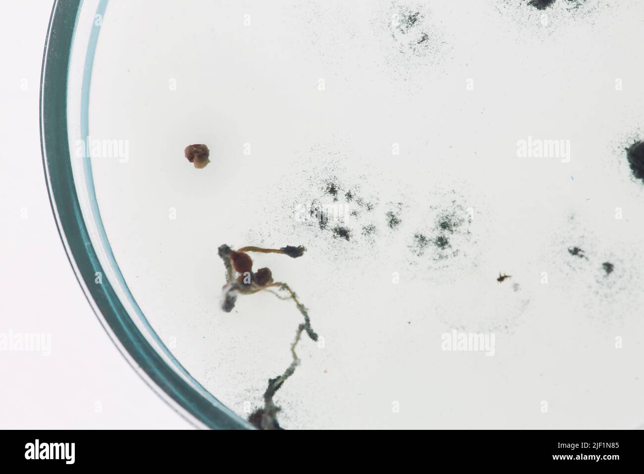 Extreme closeup of petri dish with floating microelements of different