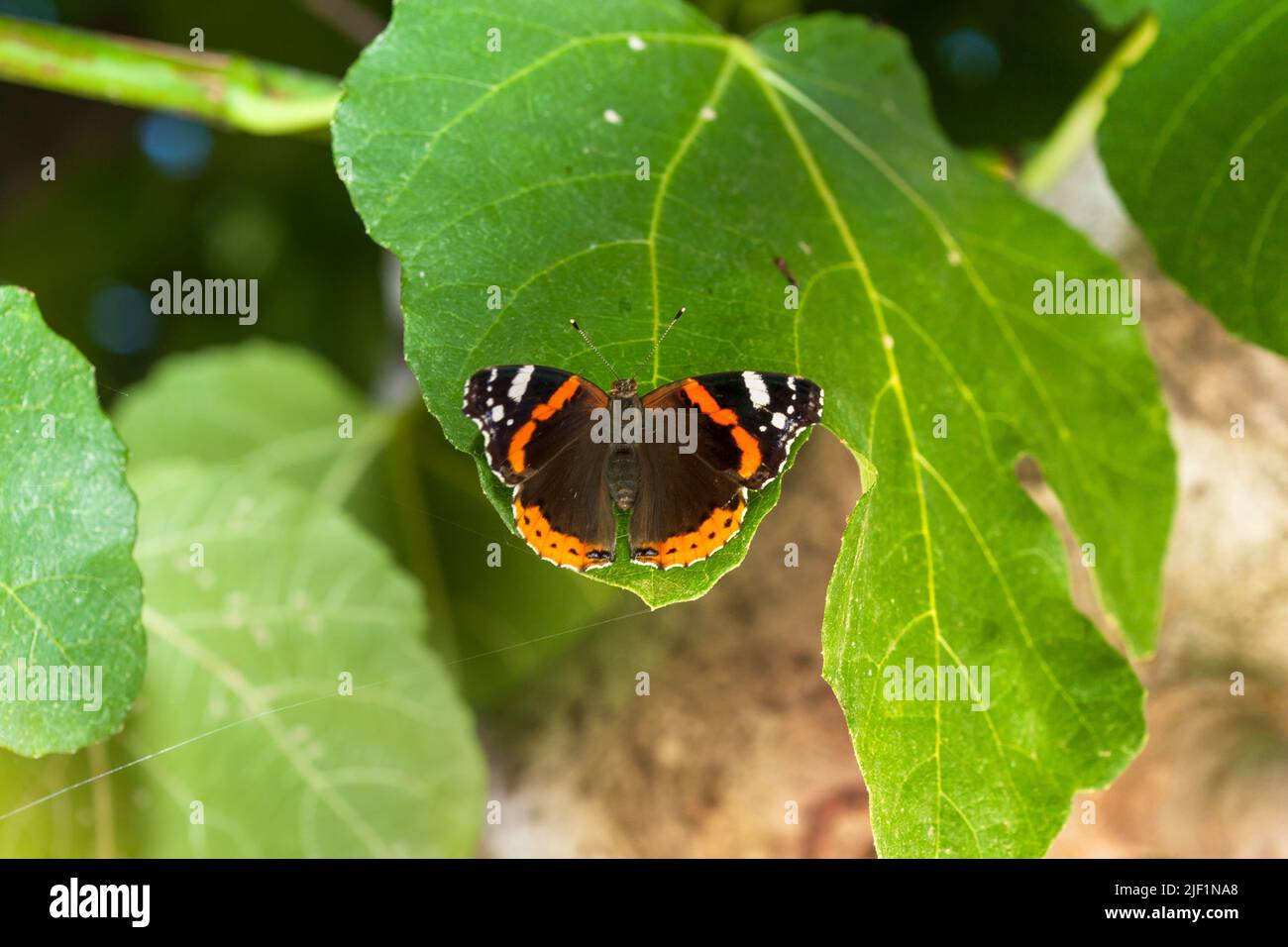 Admiral butterfly sitting on the green leaf. Stock Photo