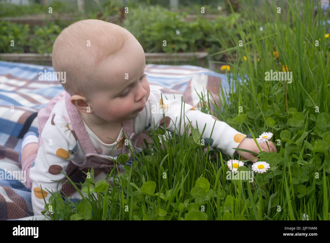 Little child having fun and exploring nature. Cheerful baby girl in flowers meadow. Happy childhood and childcare Stock Photo
