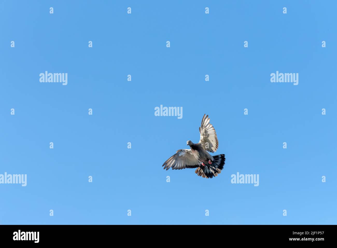 Beautiful flying carrier pigeon with a blue sky as background Stock Photo