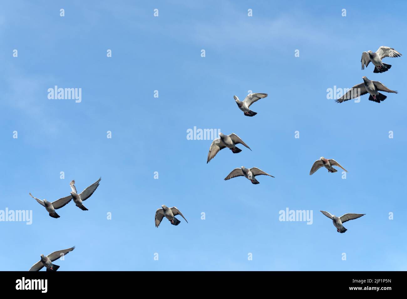 A flock of beautiful flying carrier pigeons with a blue sky as background Stock Photo