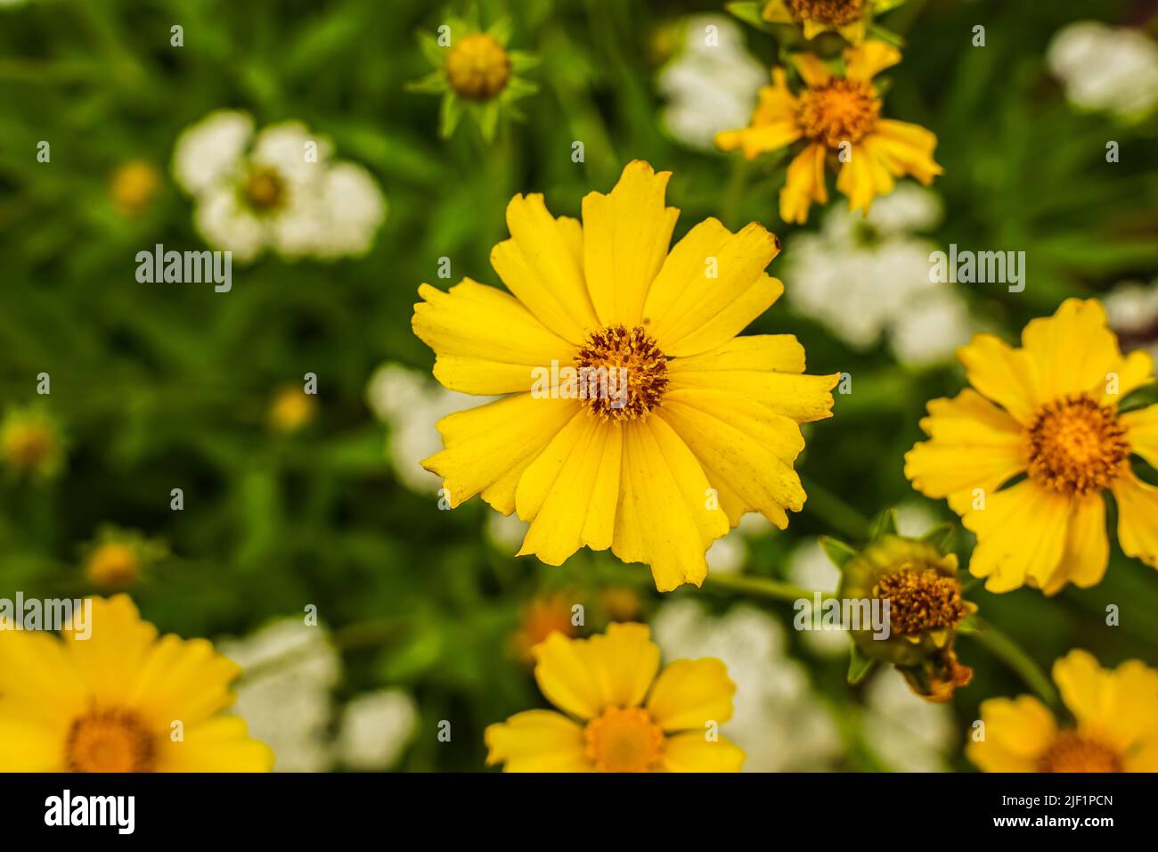 A closeup shot of large-flowered tickseed (Coreopsis grandiflora) in the garden Stock Photo