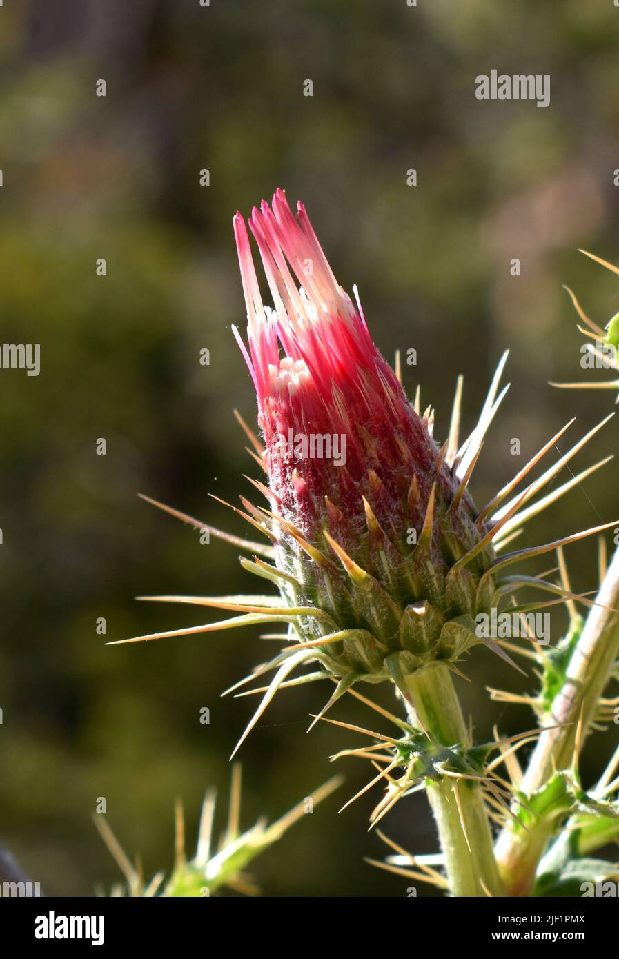 Arizona thistle on the Hermit Trail of the South Rim of Grand Canyon National Park. Stock Photo