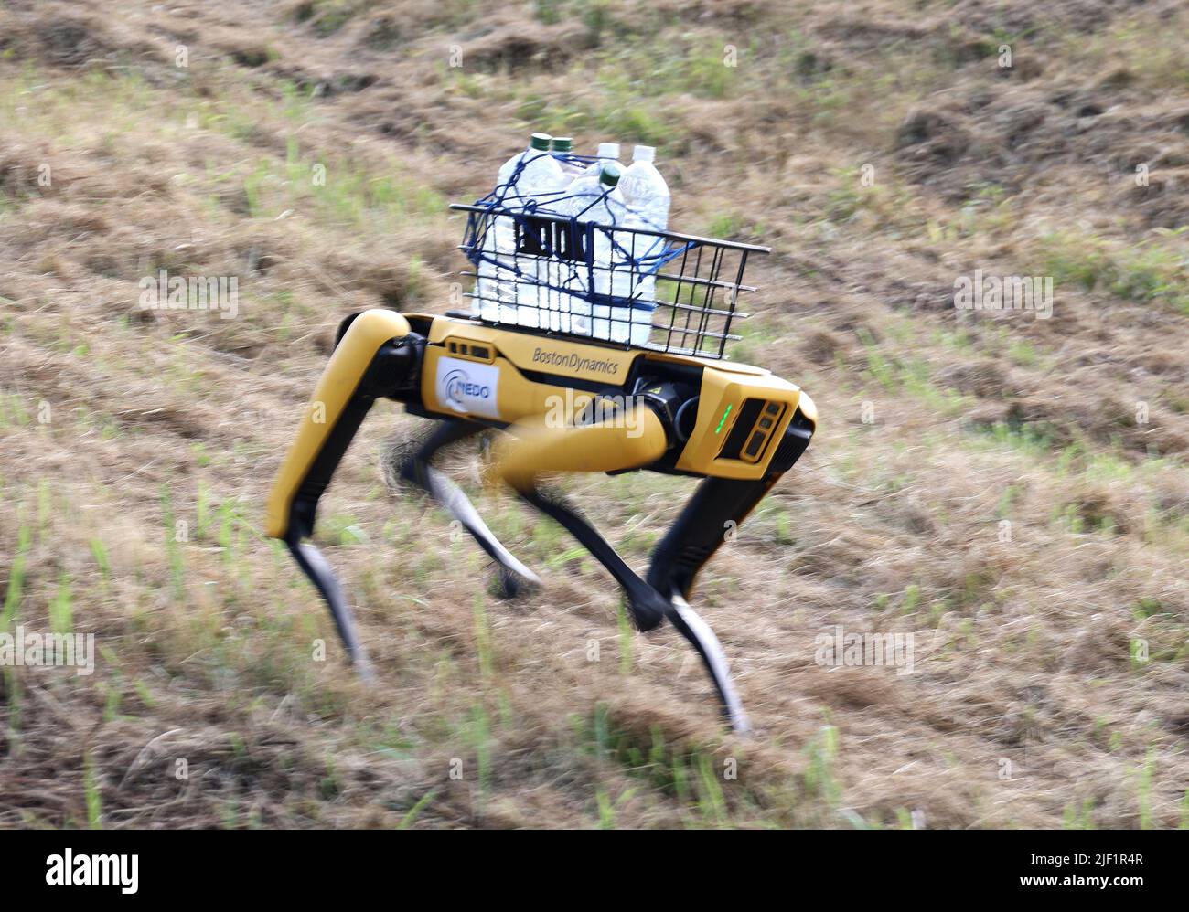 Tsukuba, Japan. 28th June, 2022. Boston Dunamics' 4-legs robot Spot carries water bottles for a demonstration to run autonomously at an artificial steep place at the Forestry and Forest Products Research Institute (FFPRI) in Tsukuba, suburban in Tokyo on Tuesday, June 28, 2022. FFPRI and Softbank started a field test using 4-legs robots to work for forestry from this month. Credit: Yoshio Tsunoda/AFLO/Alamy Live News Stock Photo