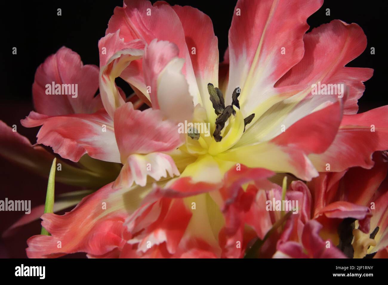 Die verblühte Tulpe zeigt eine aufregende und interessante Struktur Stock Photo