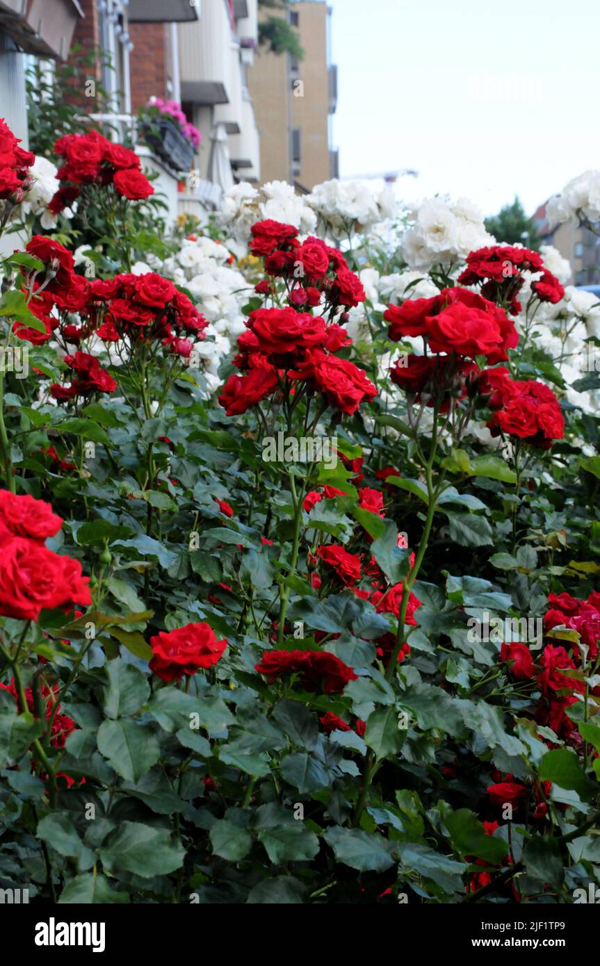 Kastrup/Copenhagen/Denmark/28 June 2022/ Roses flowers and rose plants ...