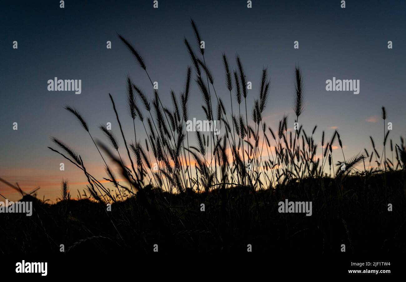 Meadow grasses silhouetted at dusk Stock Photo