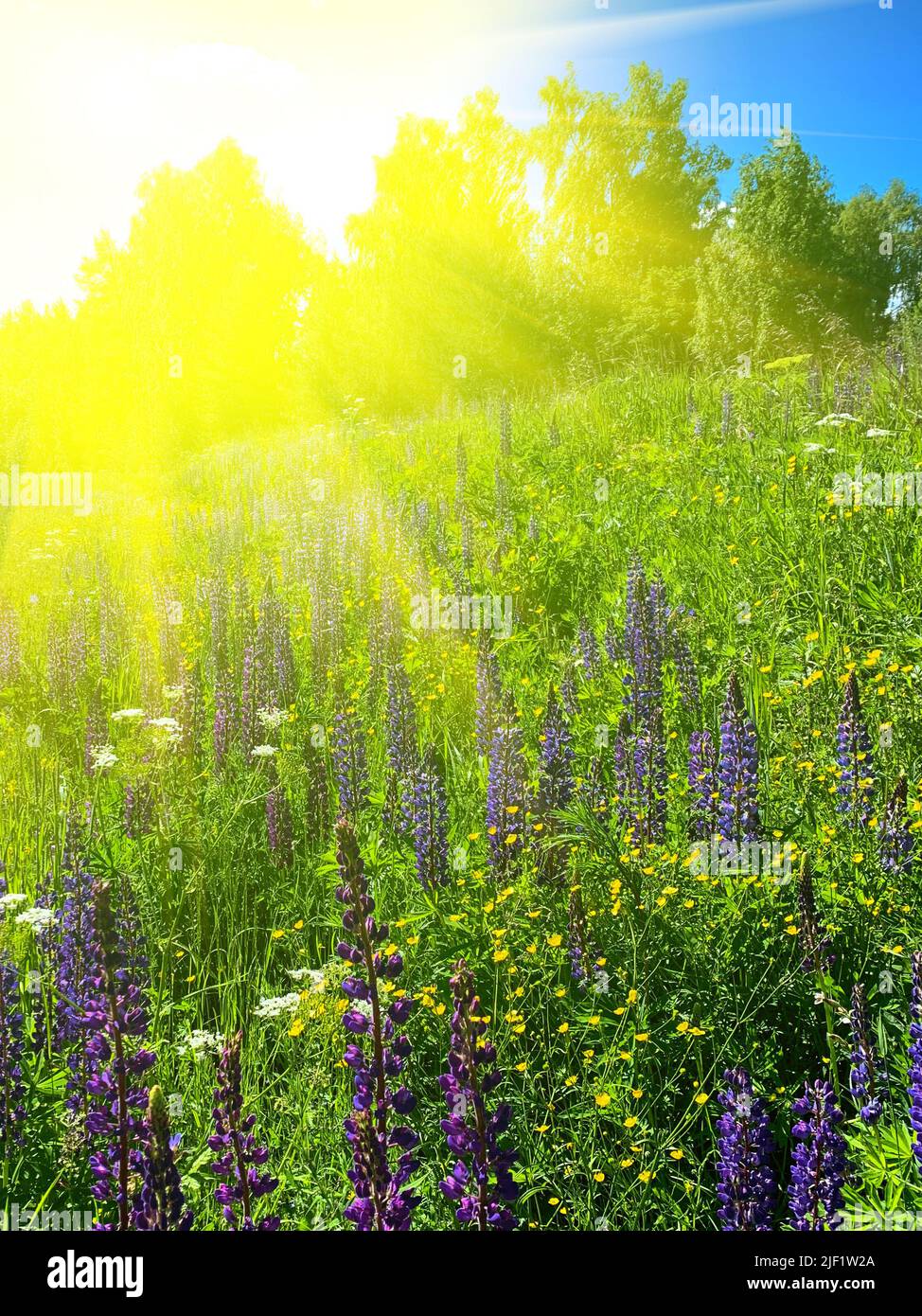 Purple blue lupine and yellow buttercup flowers field summer sunny day blurred landscape background Stock Photo