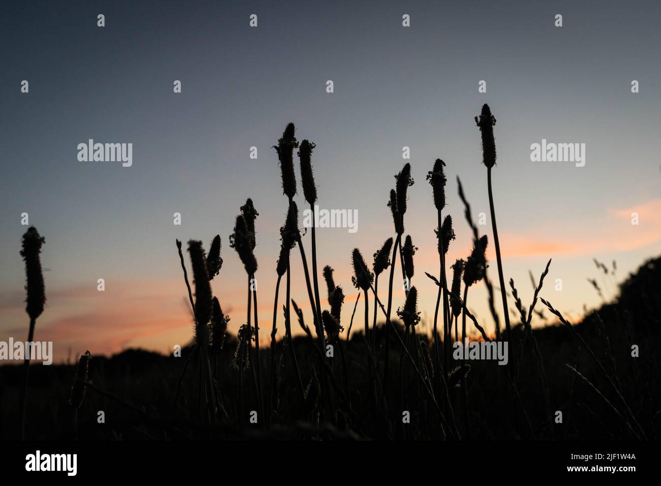 Meadow foxtails silhouetted at dusk Stock Photo