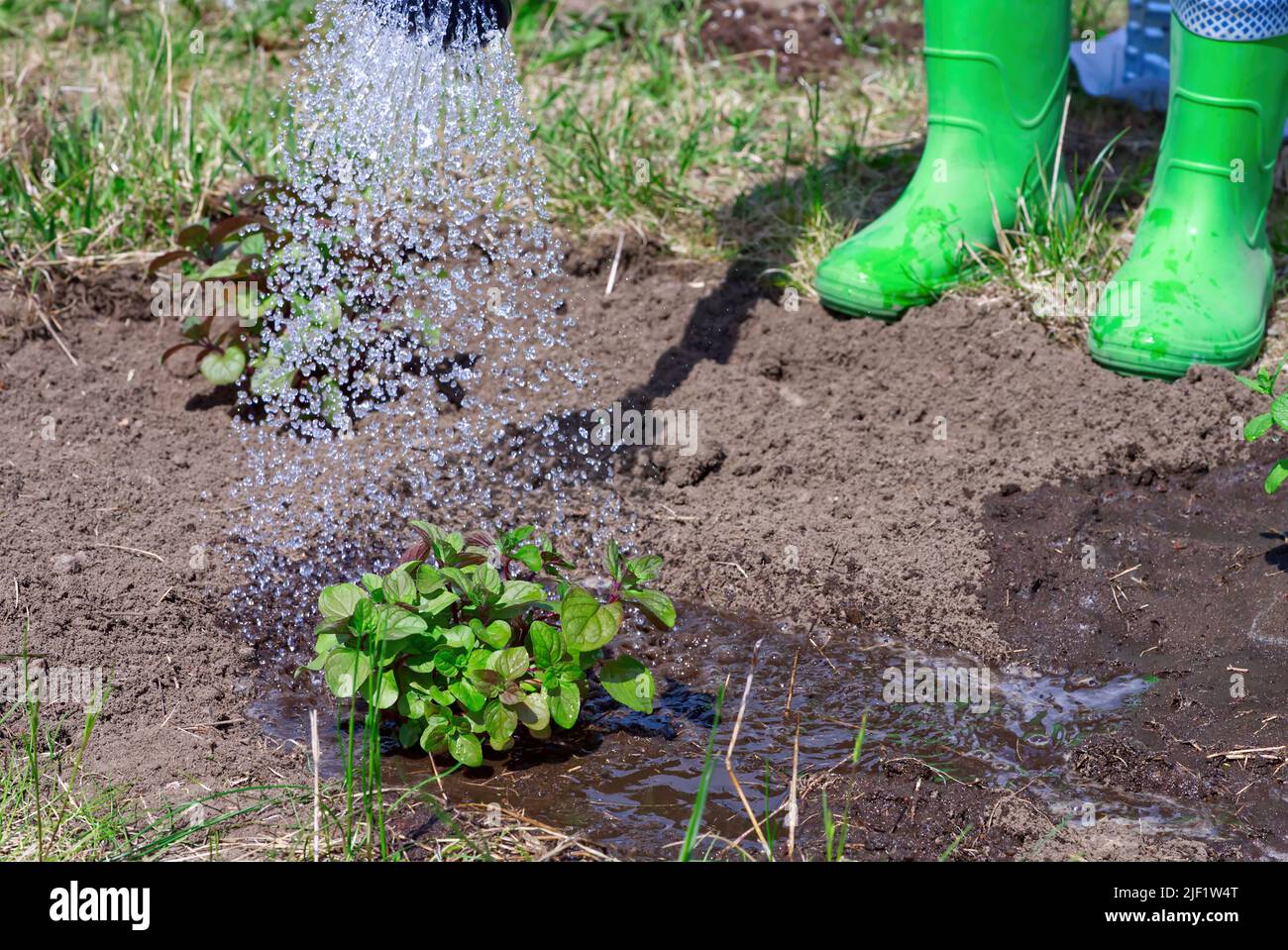 Watering peppermint with watering can in garden. transplanting and