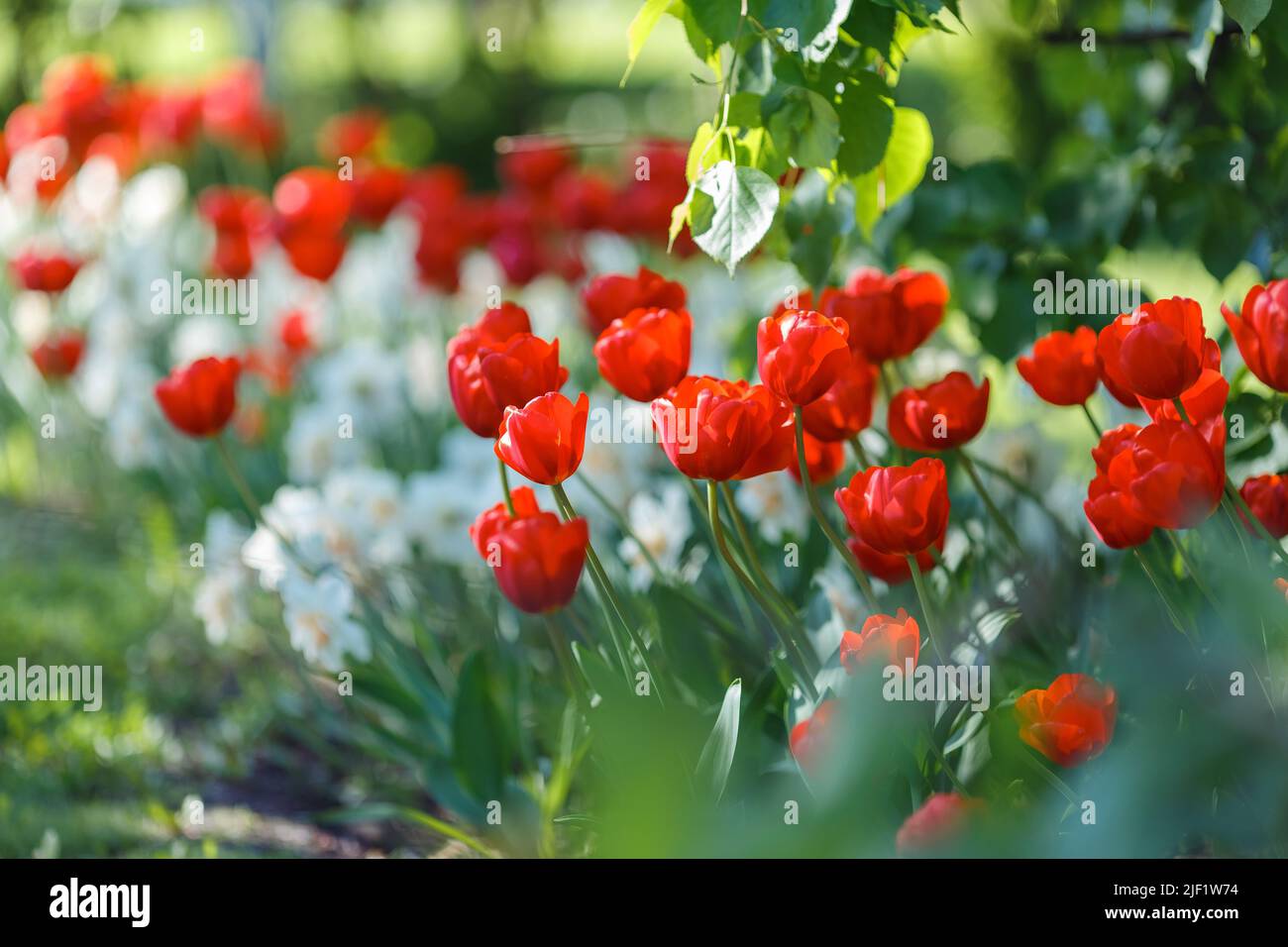 Flower bed with opened red tulips and white daffodils Stock Photo