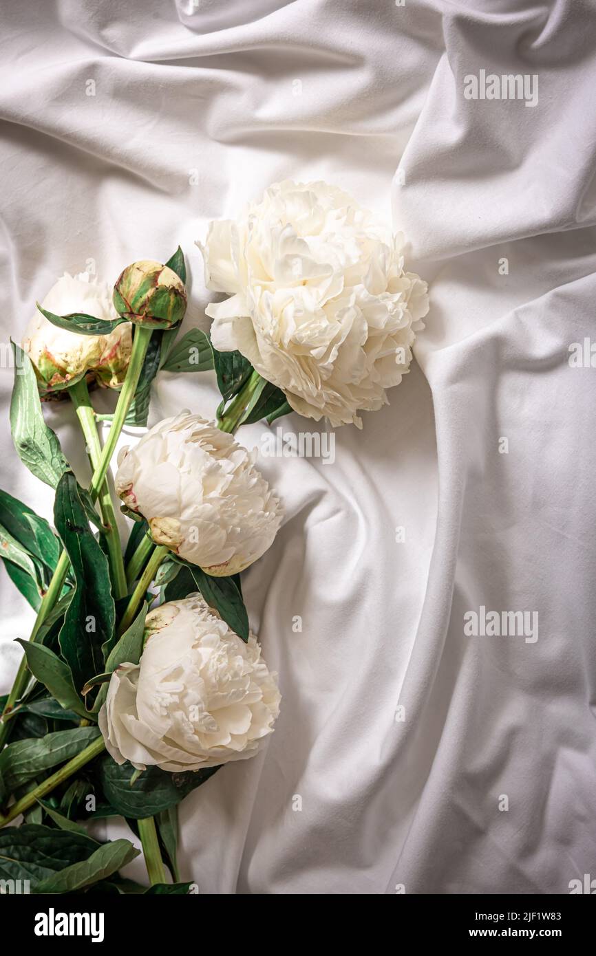 Close up, white spring peonies flowers in bed. Stock Photo