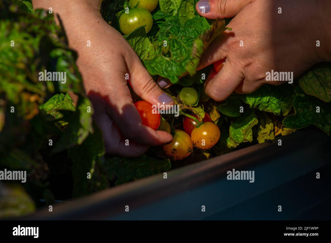 Harvesting green and red tomatoes Stock Photo - Alamy