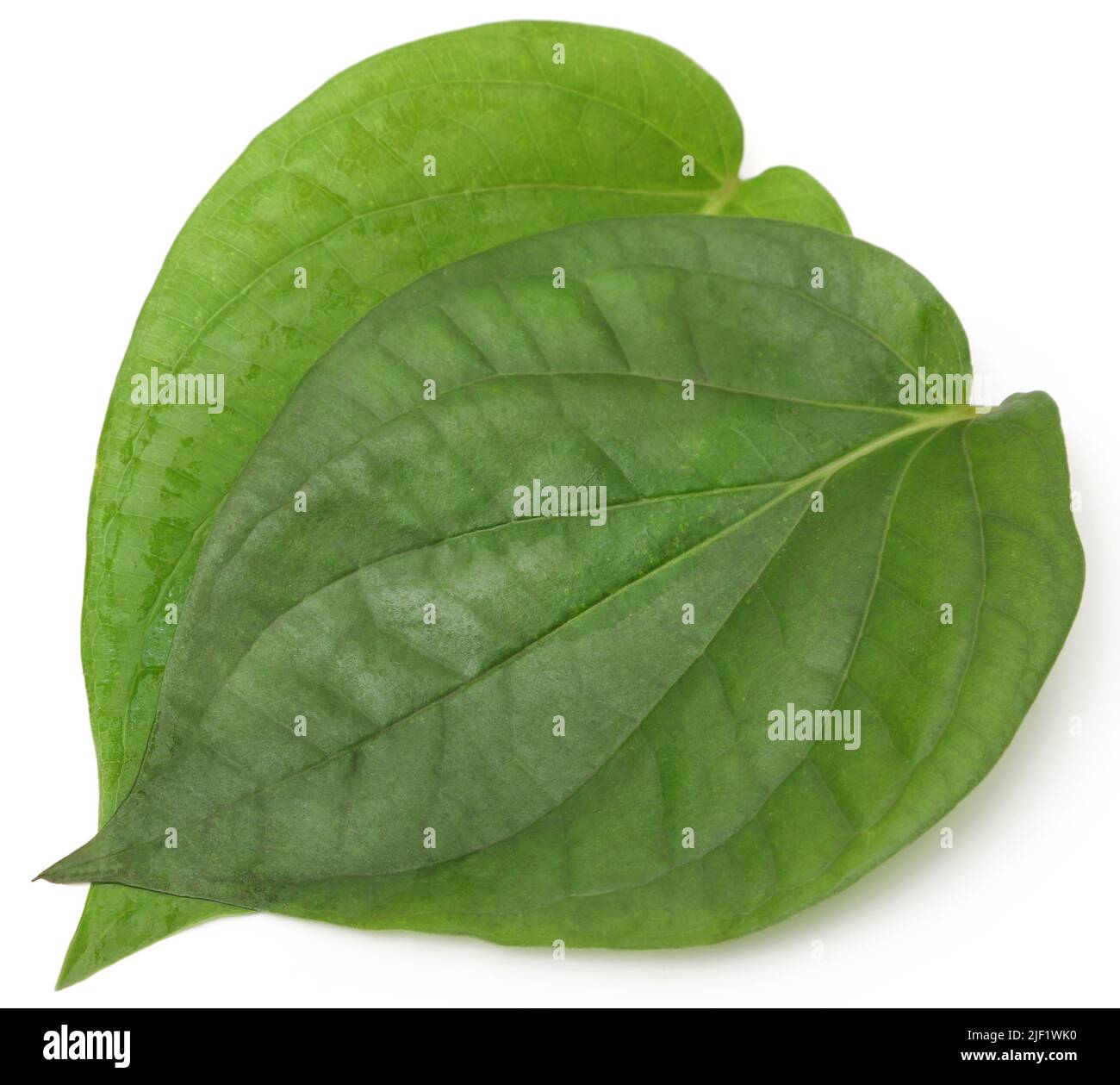 Edible Betel leaves  over white background Stock Photo