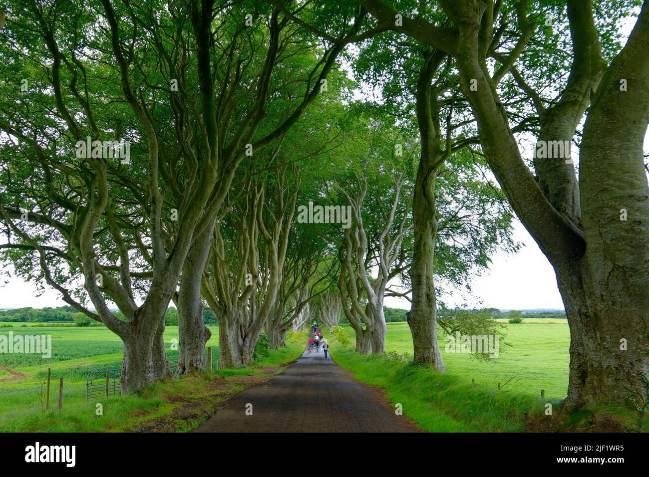 View of Dark Hedges in Ballymoney, Northern Ireland Stock Photo