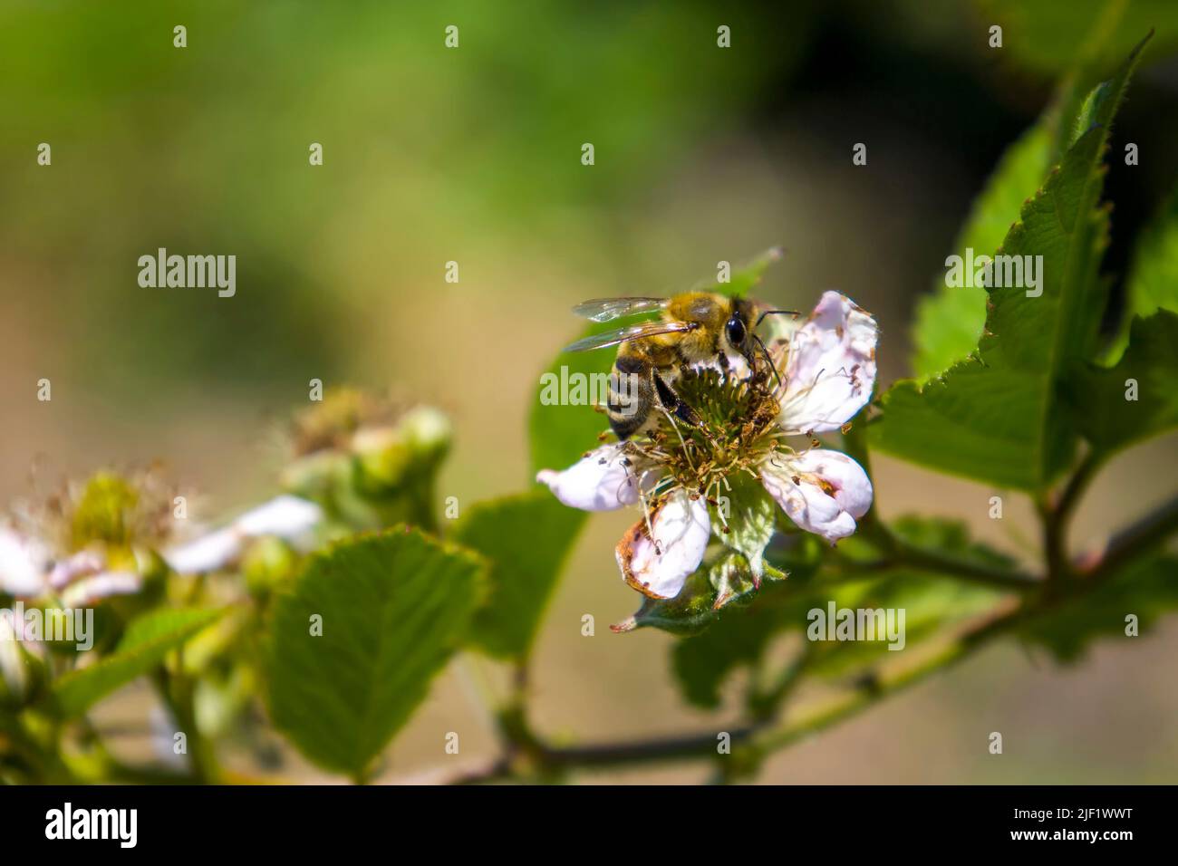 Bee on a blackberry flower blurred background. Stock Photo