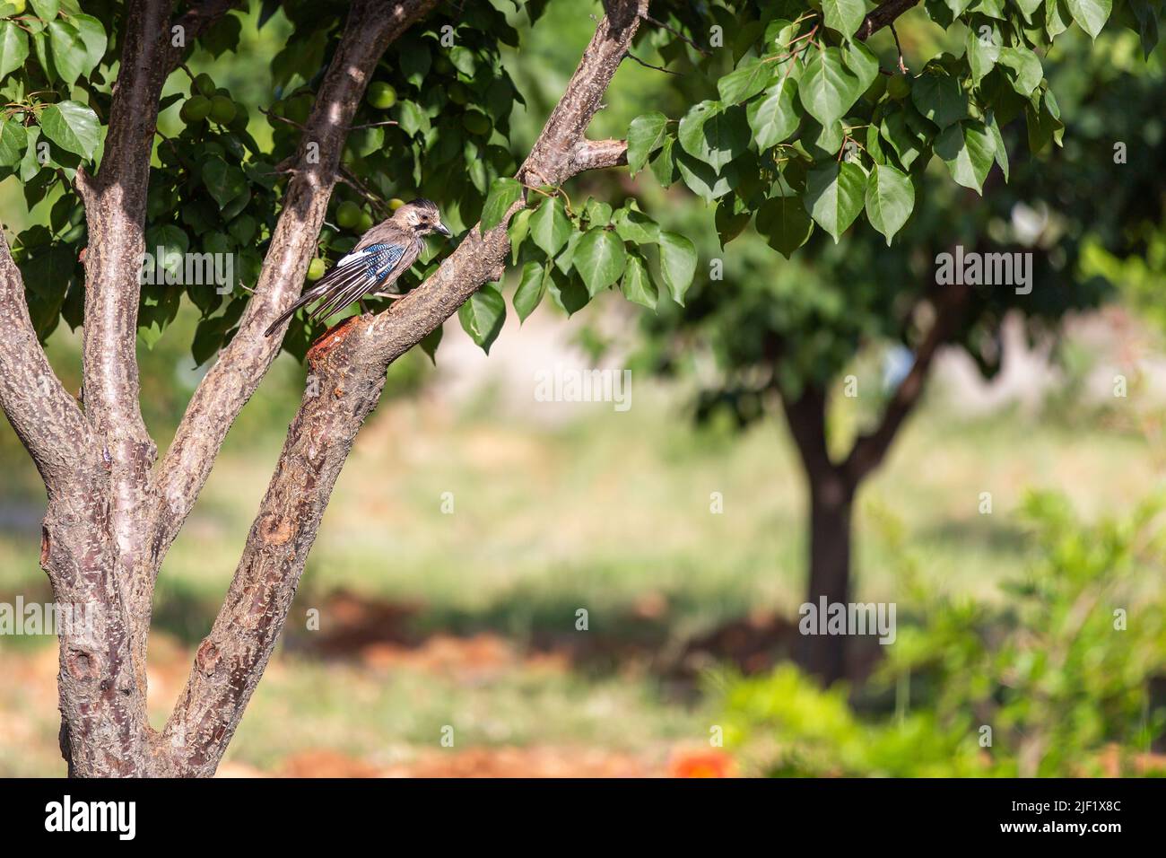 A jay is a member of a number of species of medium-sized, usually colorful and noisy, passerine birds in the crow family, Corvidae. Stock Photo