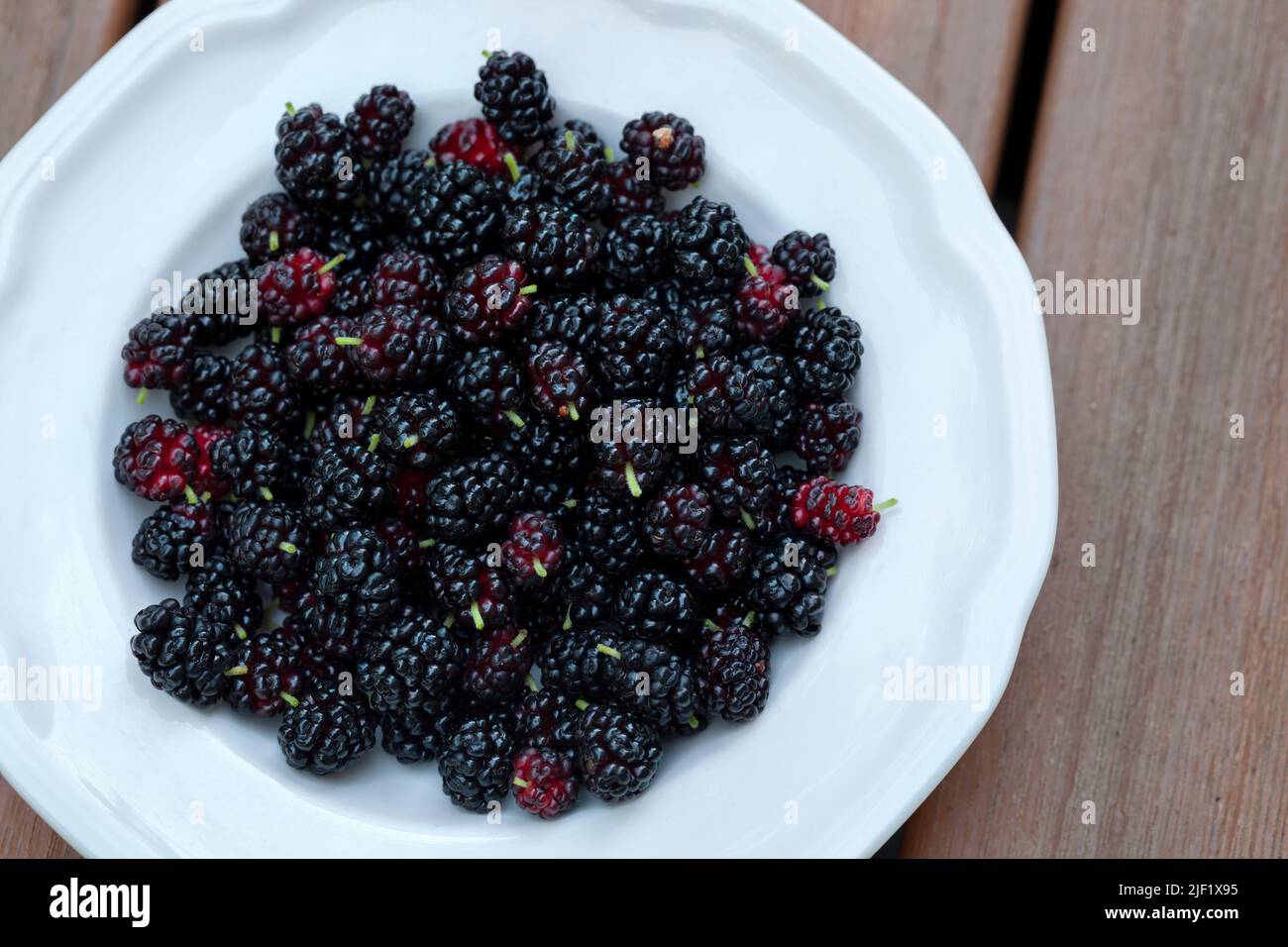 Overhead view of fresh picked mulberries close up in a white bowl on a wood surface Stock Photo