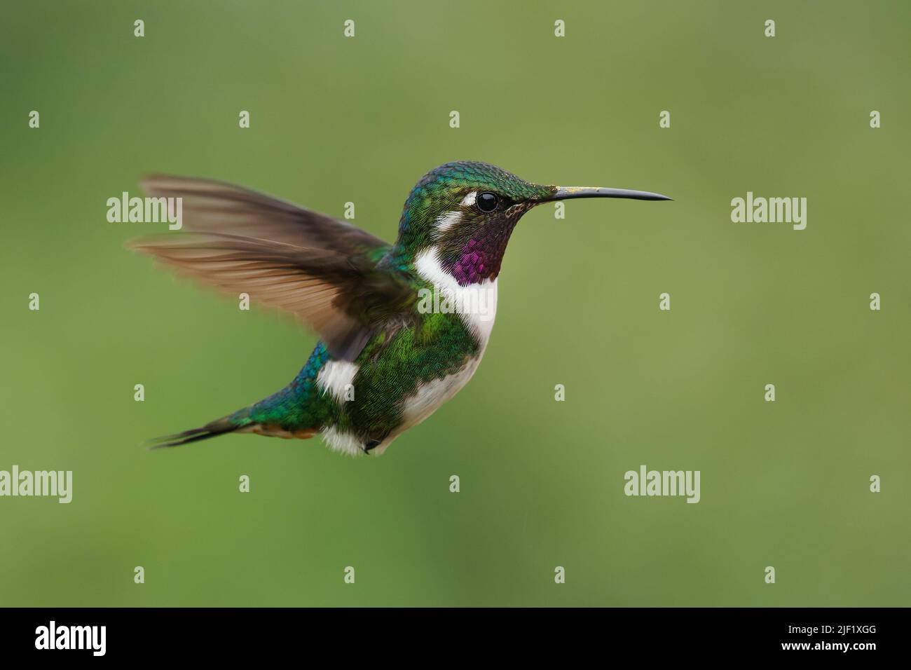 White-bellied Woodstar - Chaetocercus mulsant  hummingbird in Trochilidae, small bird found in Bolivia, Colombia, Peru, subtropical or tropical moist Stock Photo