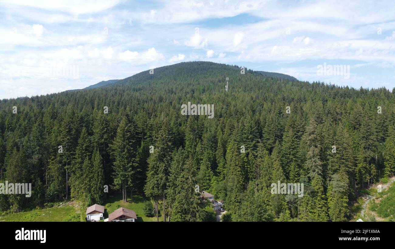An aerial drone shot of a forest with tall pine trees at the foot of a ...