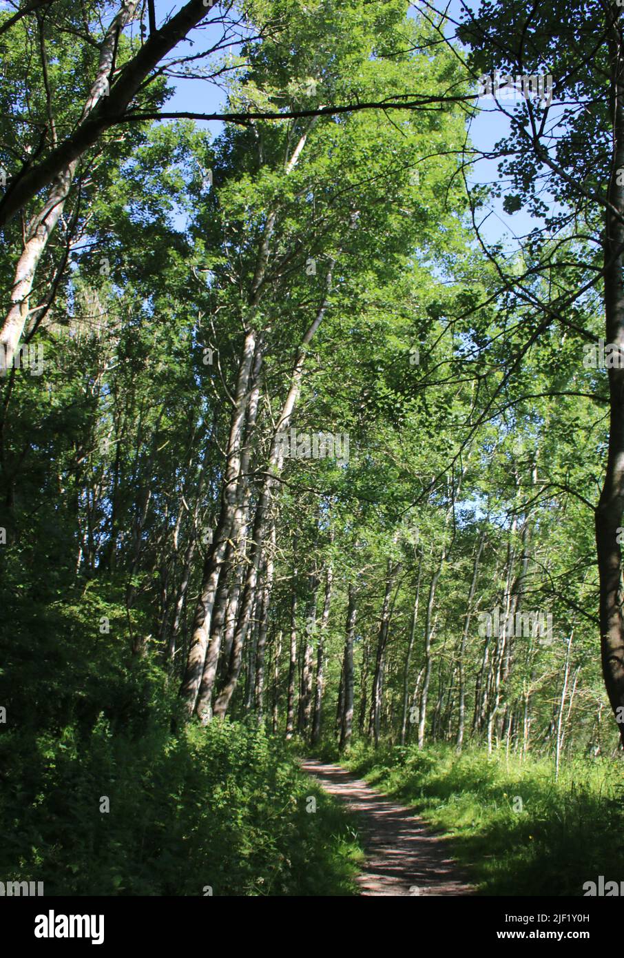 Footpath at Lane Ends Amenity Area in Pilling, Lancashire on a sunny summer morning with sunlight on the tree trunks in woodland area. Stock Photo
