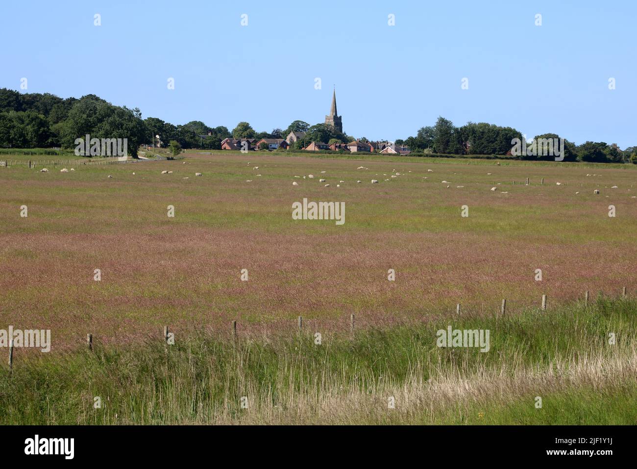 Pilling village , Lancashire seen from the sea wall looking across grassy field with grazing sheep on a sunny June morning under a clear blue sky. Stock Photo