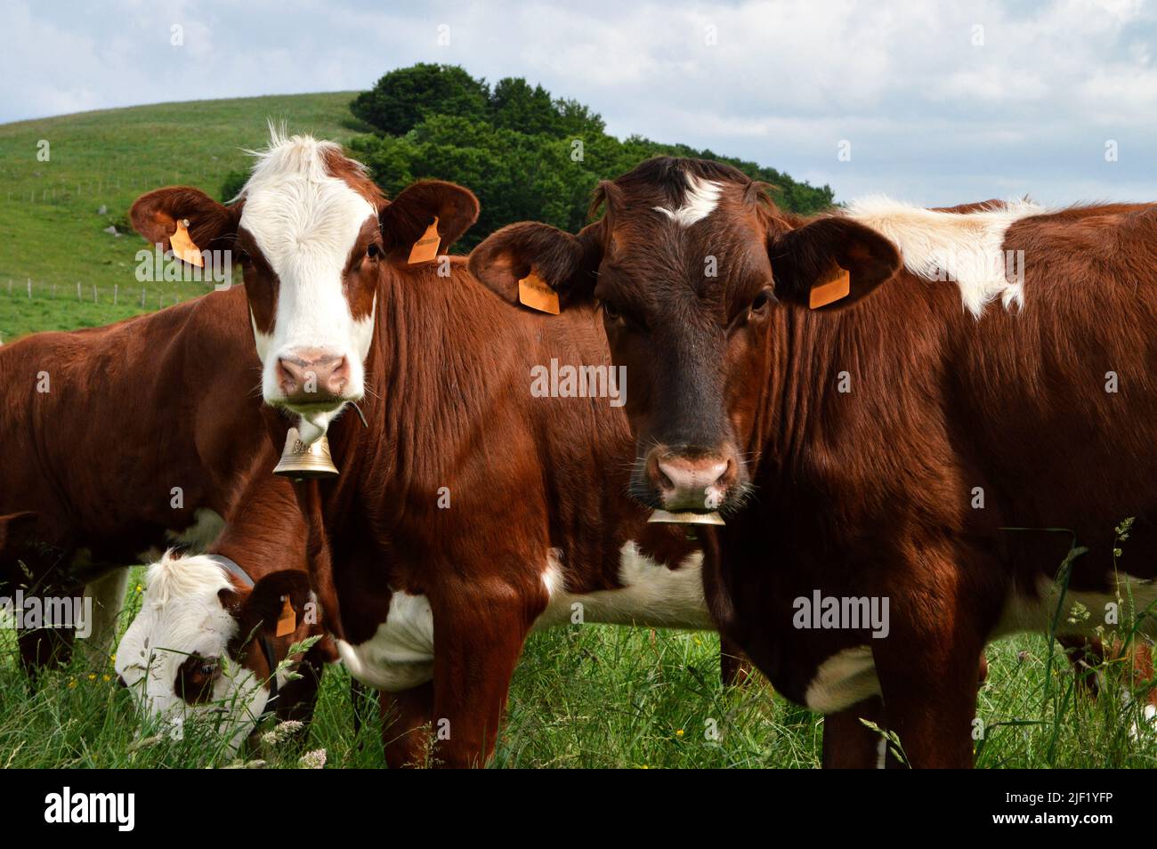 Abondance calf in a herd of cows in the green mountain pasture. Stock Photo