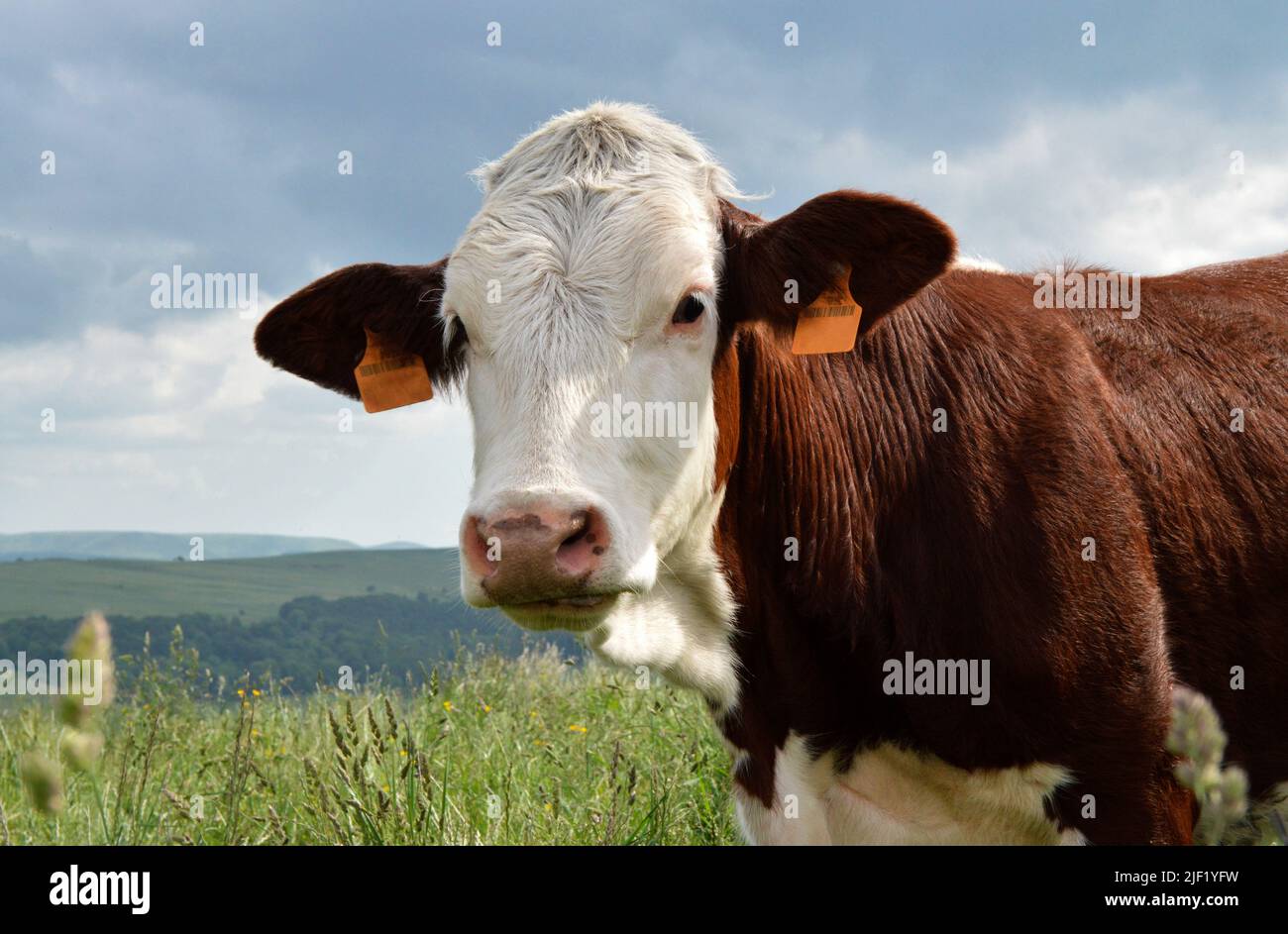 Montbeliard cow in a herd of cows in the green mountain pasture. Stock Photo