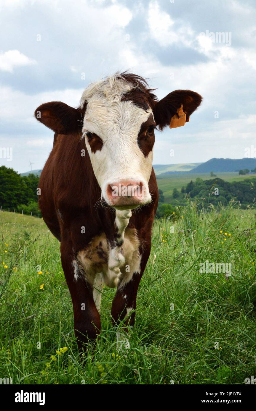 Abondance calf in a herd of cows in the green mountain pasture. Stock Photo