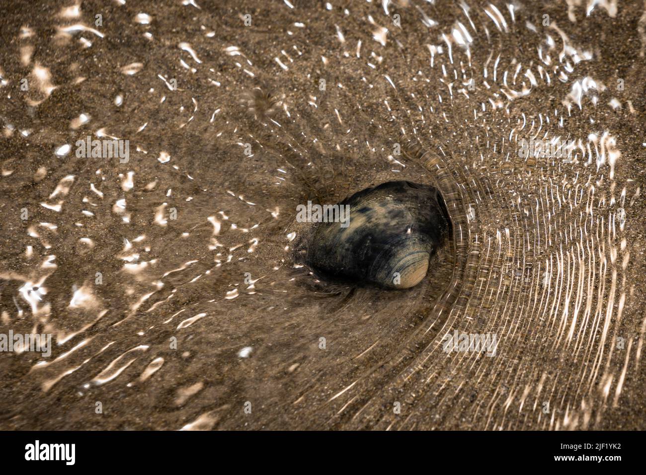 Clam shell surrounded by water on a sandy beach Stock Photo - Alamy
